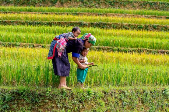 Day 2: Lao Cai - Sapa - Minority Village (Breakfast, Lunch)